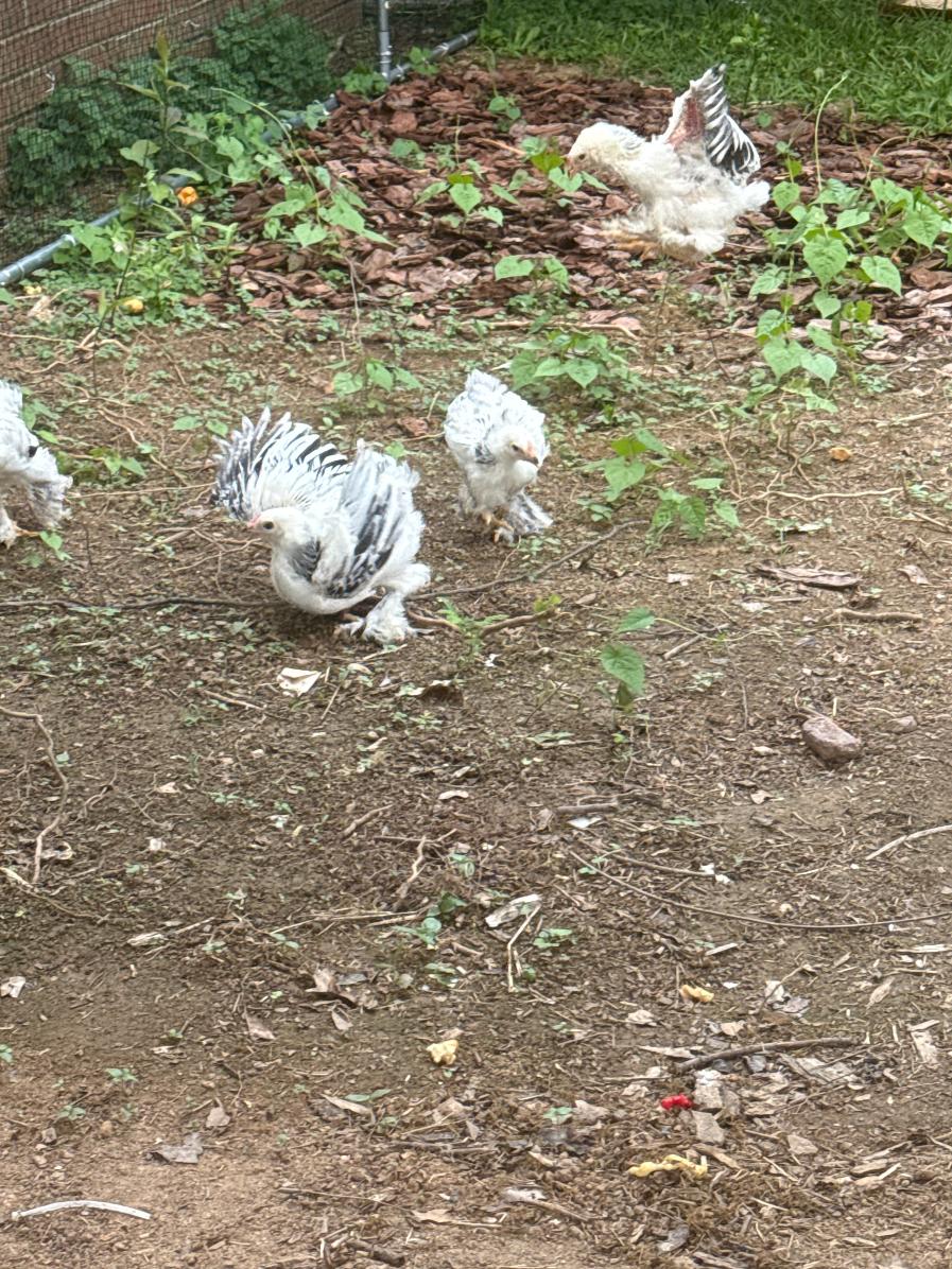 Brahma chickens at Preston's Farm