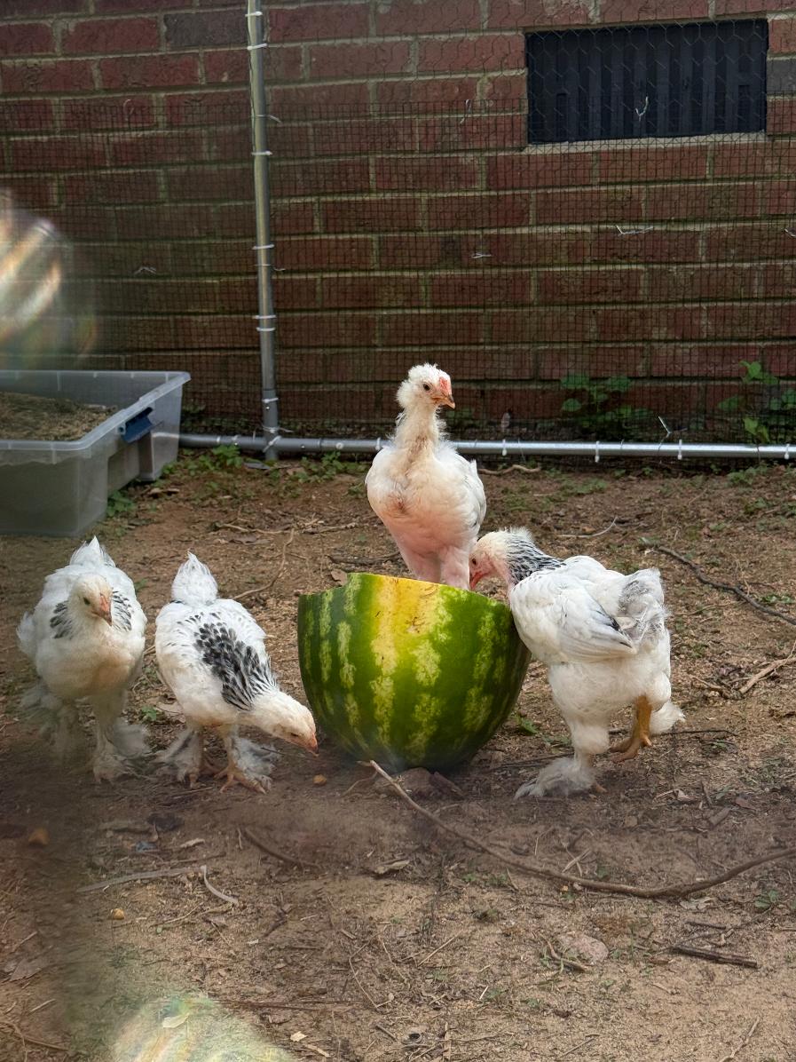 Chickens at Preston's Farm