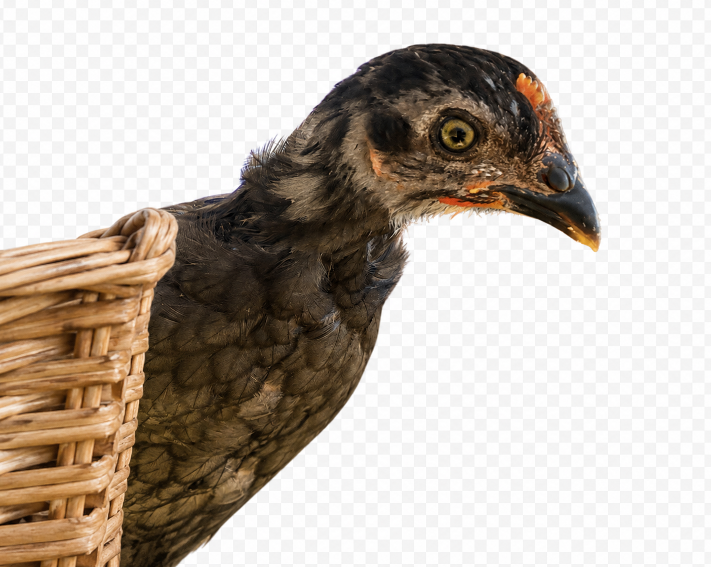Darth the Olive Egger peeking into the basket