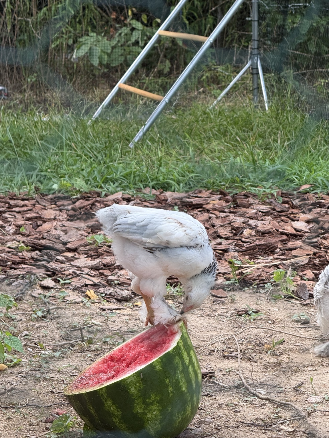 Chicken at Preston's Farm
