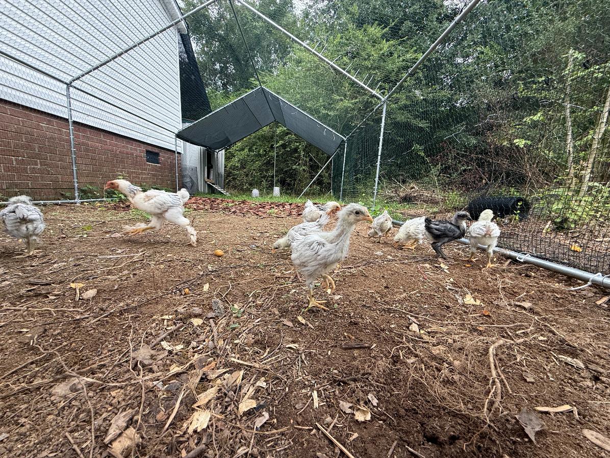 Preston's Farm flock