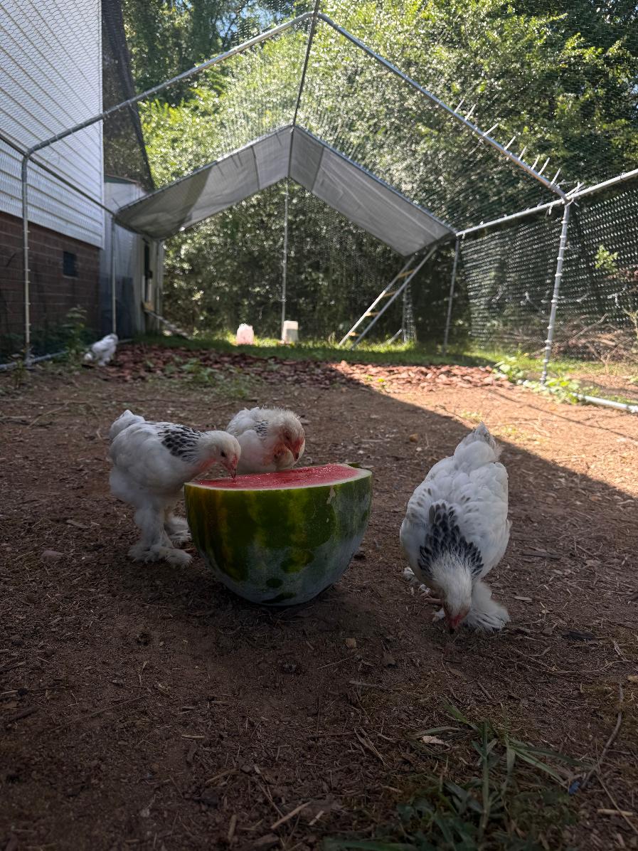 Chickens at Preston's Farm