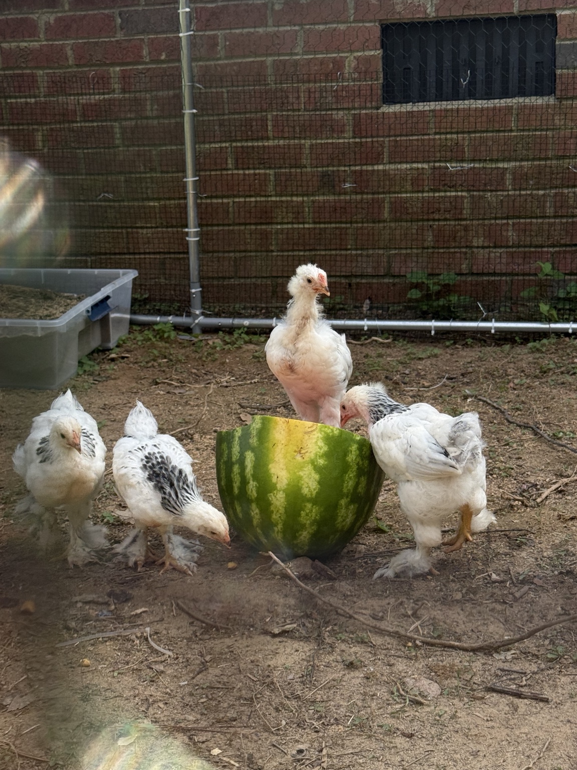 Young flock at Preston's Farm